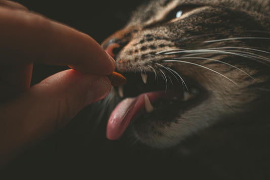 The Hidden Dangers of Human Food for Cats