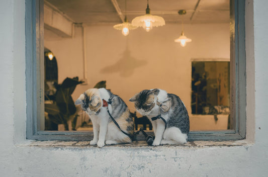 How Far Away Can a Cat Smell Its Litter Box?