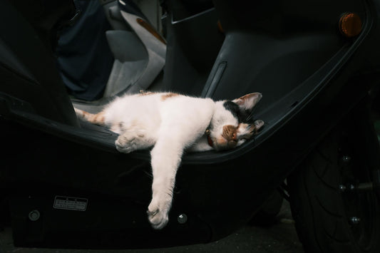 Why Does My 4-Month-Old Kitten Purr So Much? Decoding the Rumbling Mystery