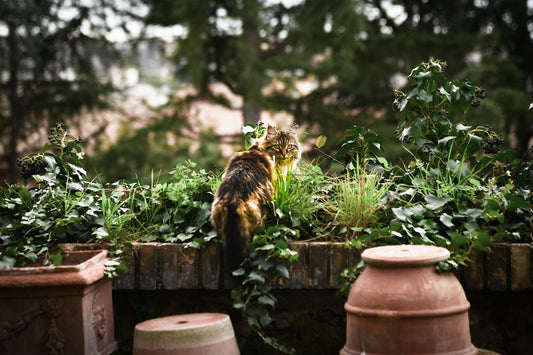 The Fascinating World of Feline Litter Box Habits