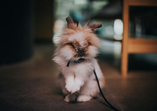 Can You Use Cat Litter for Bunnies? Best Safe Options Revealed