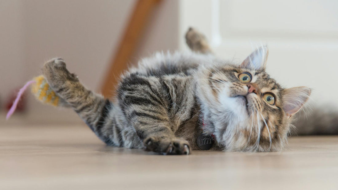 The Art of Feline Cuteness: How to Tell if Your Cat is Faking It