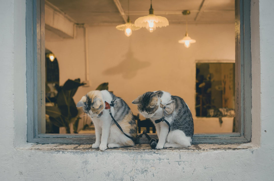 How Far Away Can a Cat Smell Its Litter Box?